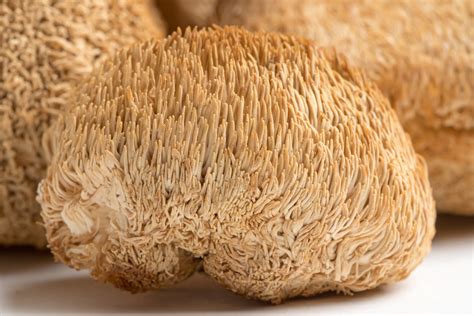 lion's mane mushroom for sale bulk