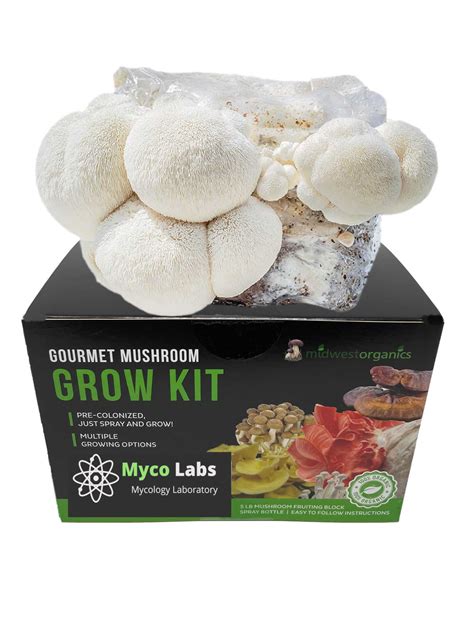 lion's mane mushroom growing kit