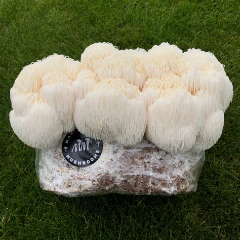 lion's mane mushroom kit