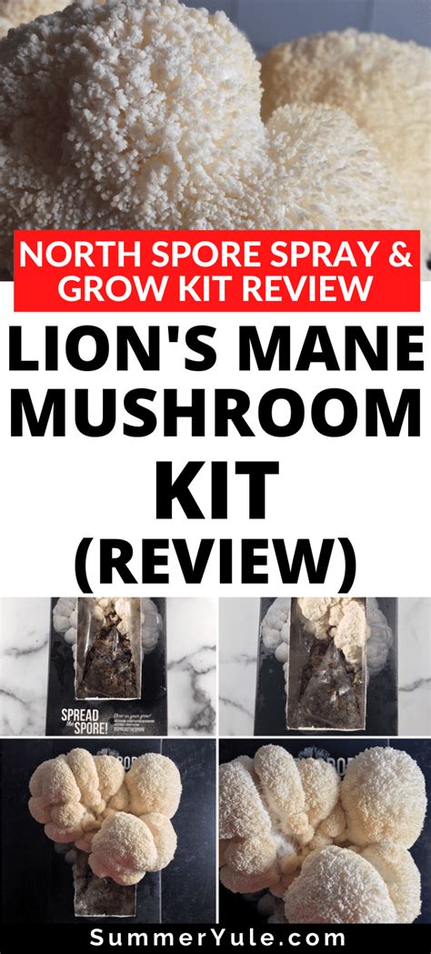 lion's mane mushroom kit instructions