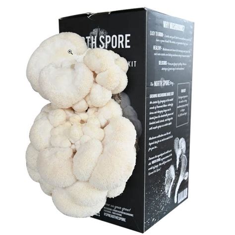 lion's mane mushroom kit organic