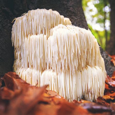 lion's mane mushroom risks