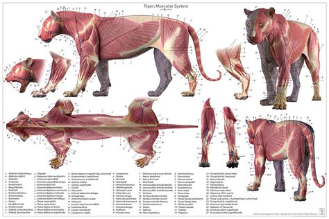 lion and tiger anatomy