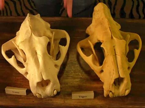 lion and tiger skull