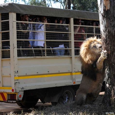 lion attack south africa