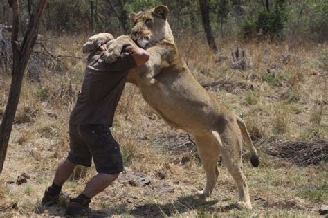 lion attaque homme devant sa famille