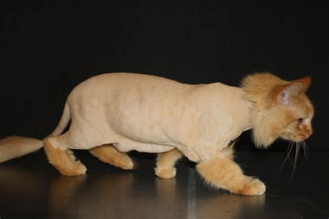Top Strange And Unique Cat Haircuts Cats In Care