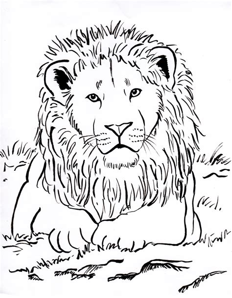 lion colouring in pages