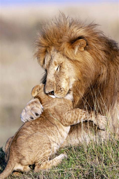 lion cubs playing with dad