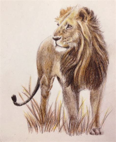 lion drawing in pencil