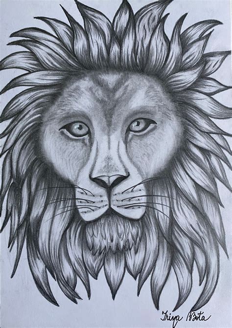 lion drawings face