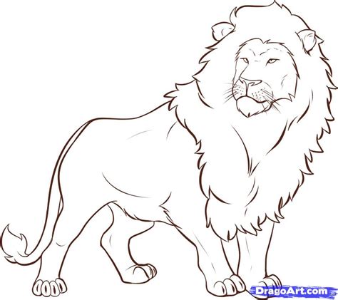 lion drawings full body
