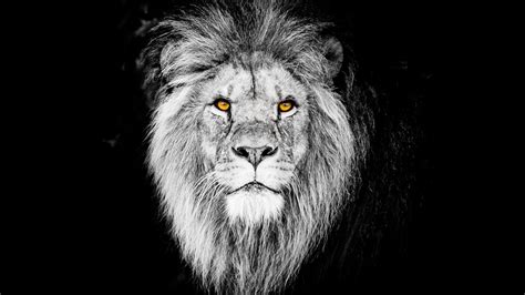 lion face black and white images hd