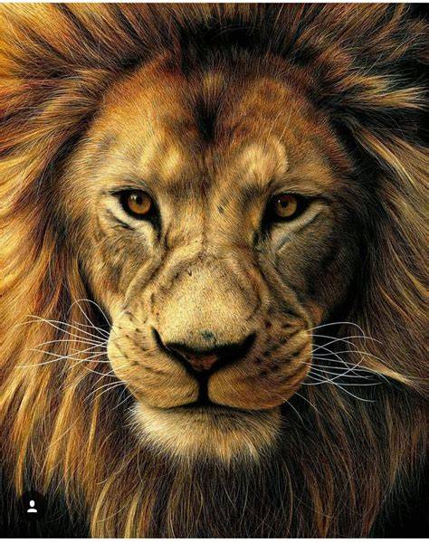 Realistic Lion Drawing at Explore collection of