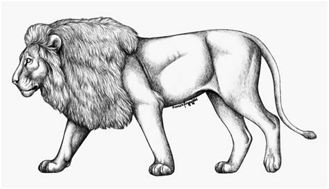 lion full body drawing