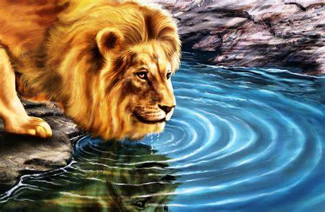 Kumpulan Wallpaper Live Lion wallpaper samudra