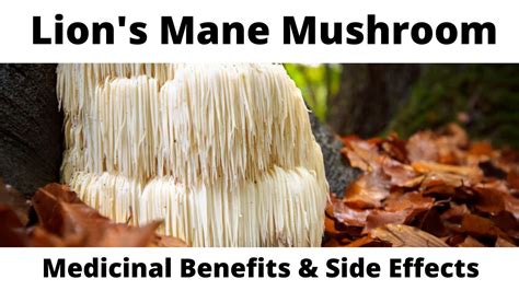 lion mane mushroom side effects