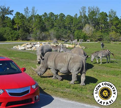 lion safari in florida