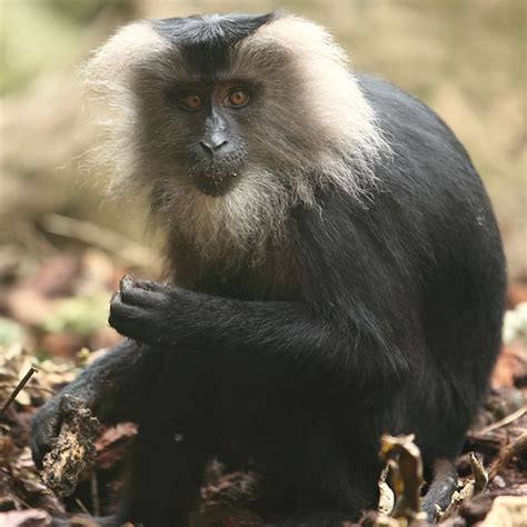 lion tailed macaque iucn status