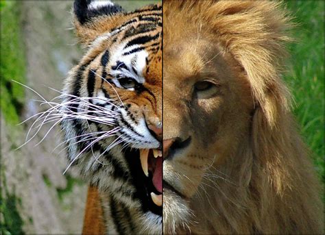 lion versus a tiger