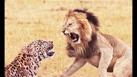 lion vs leopard fight