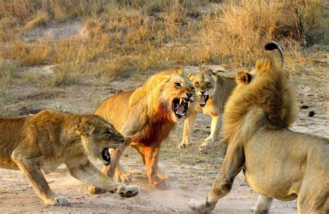 lion vs lion fight videos