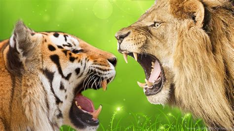 lion vs tiger image