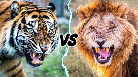 lion vs tiger who will win