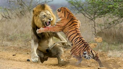 lion vs tiger who wins in different habitats