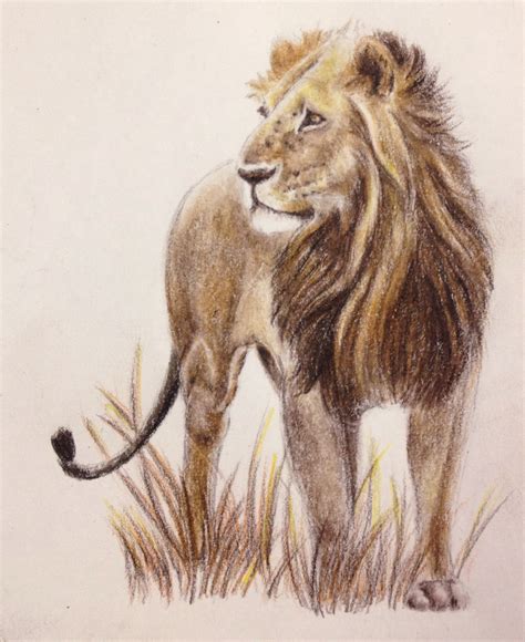 Lion Sketch