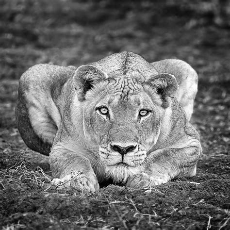 lioness black and white