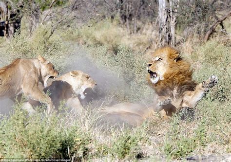 lioness kills male lion