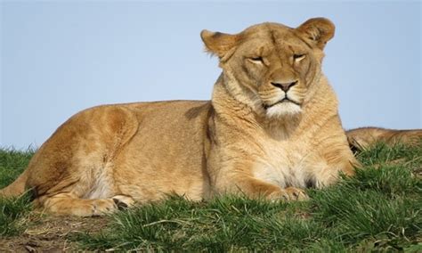 lioness meaning in the bible