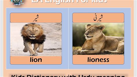 lioness meaning in urdu