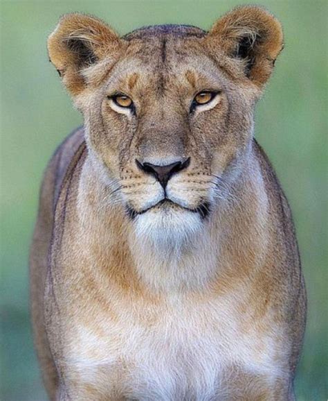lioness picture animal