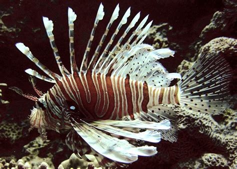 lionfish as an invasive species