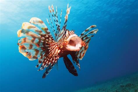 lionfish for sale to eat