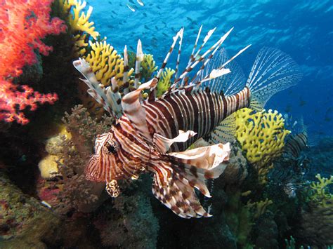 lionfish habitat