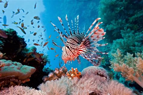 lionfish in the coral reef