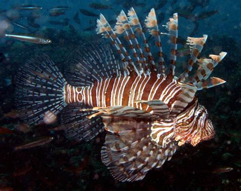 lionfish invasive species facts