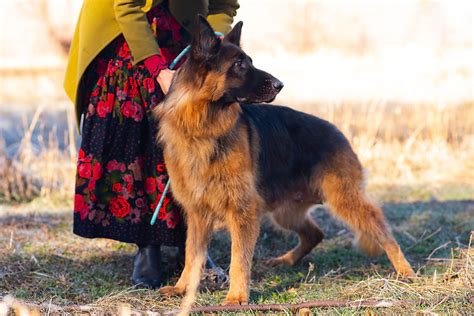 Lionheart German Shepherds