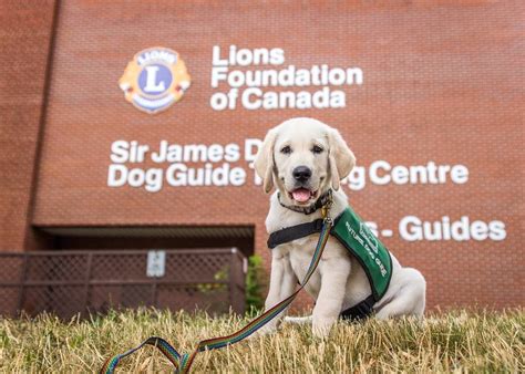 lions club guide dogs oakville