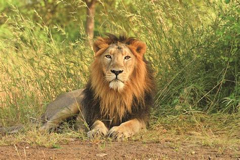 lions in gujarat conservation