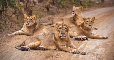 lions in gujarat culture
