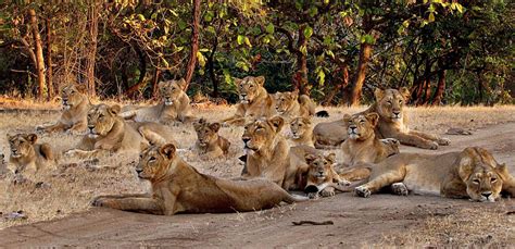 lions in gujarat history