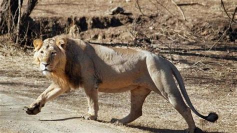 lions in gujarat news