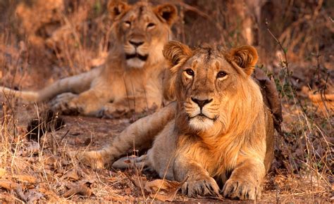 lions in gujarat population