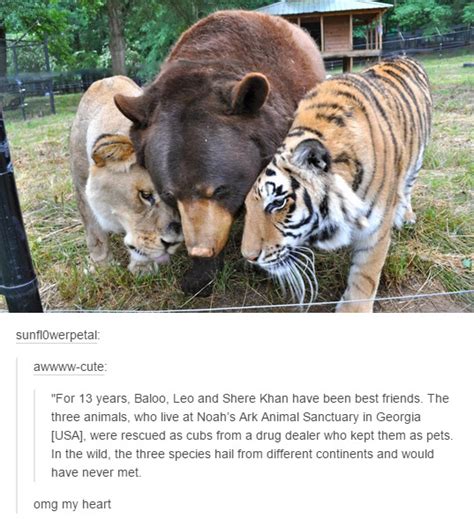 lions tigers and bears oh my meme