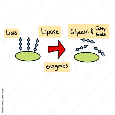 Lipase Enzyme And Its Function