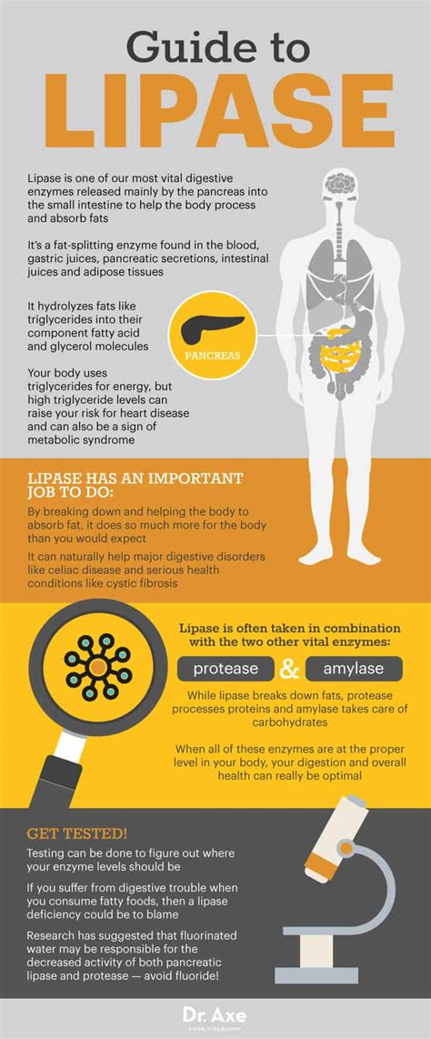 Elevated Lipase Levels High: Causes, Symptoms, and Treatments Explained